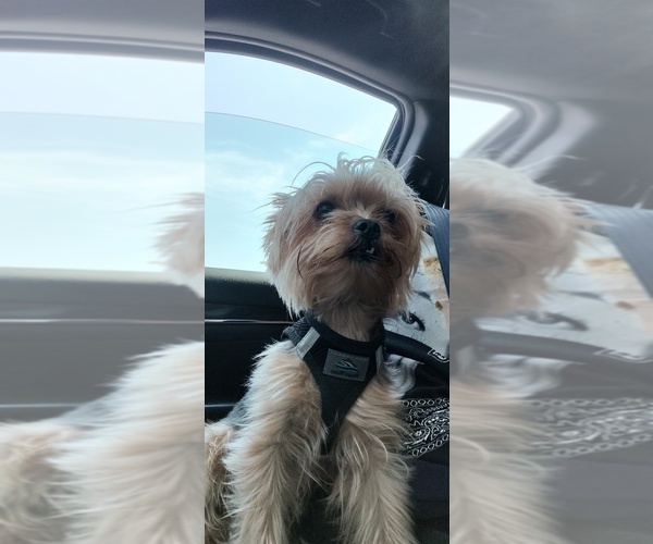 Medium Photo #1 Yorkshire Terrier Puppy For Sale in CLEVELAND, OH, USA