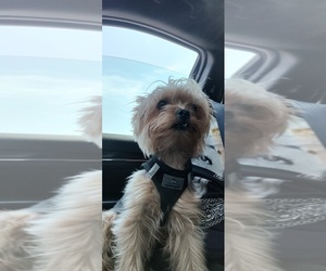 Father of the Yorkshire Terrier puppies born on 12/24/2025