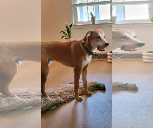 Medium Photo #3 Retriever -Unknown Mix Puppy For Sale in Holly Springs, NC, USA