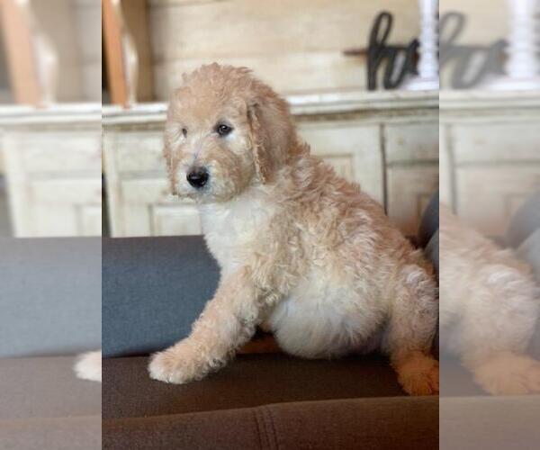 Medium Photo #5 Poodle (Standard) Puppy For Sale in MOUNTAIN VIEW, AR, USA