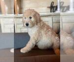 Small Photo #5 Poodle (Standard) Puppy For Sale in MOUNTAIN VIEW, AR, USA