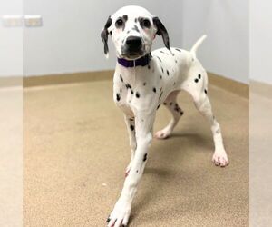 Dalmatian Dogs for adoption in Aurora, CO, USA