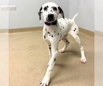 Small Dalmatian