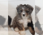 Small Photo #323 Aussiedoodle Miniature  Puppy For Sale in STAFFORD, VA, USA