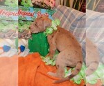 Small Photo #81 Great Dane Puppy For Sale in SPRAGGS, PA, USA
