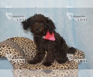 Medium Poodle (Toy)