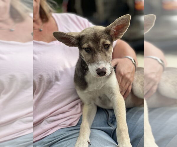 Medium Photo #3 Huskies -Unknown Mix Puppy For Sale in Dana Point, CA, USA