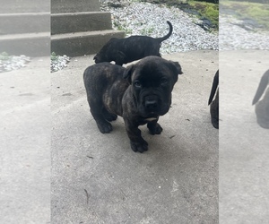 Presa Canario Puppy for sale in PITTSBURGH, PA, USA