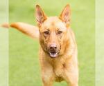 Small #1 German Shepherd Dog Mix