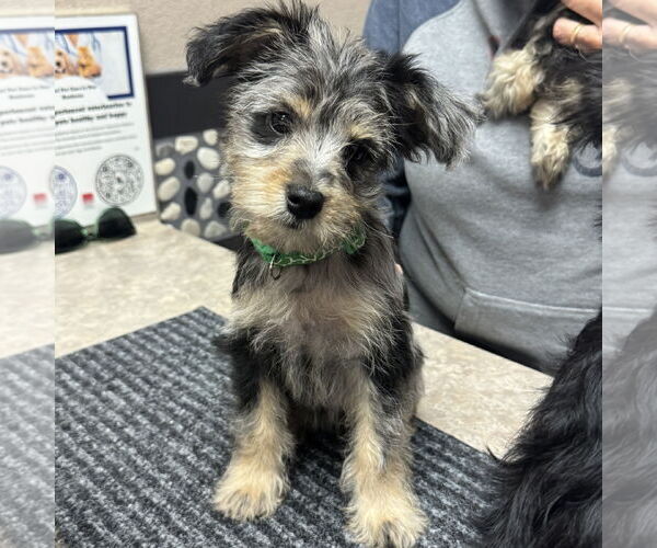 Medium Photo #8 Mutt Puppy For Sale in Fort Worth, TX, USA