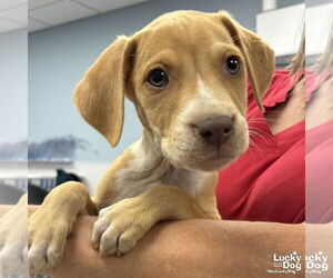 Retriever -Unknown Mix Dogs for adoption in Washington, DC, USA