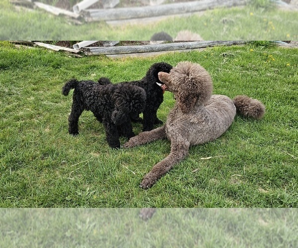Medium Photo #3 Poodle (Standard) Puppy For Sale in MC BAIN, MI, USA
