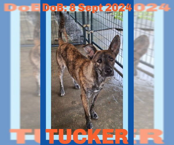 Medium Photo #8 - Mix Puppy For Sale in Sebec, ME, USA