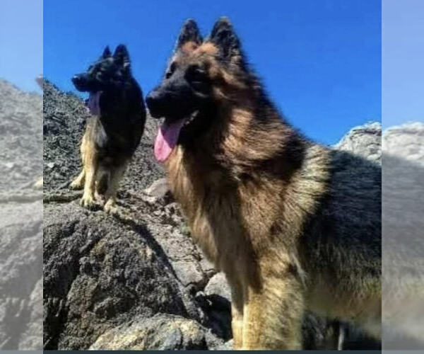 Medium Photo #10 King Shepherd Puppy For Sale in GRAND CANYON CAVERNS, AZ, USA