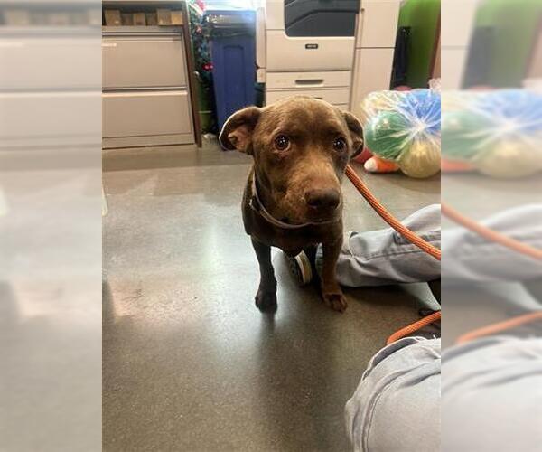 Medium Photo #2 American Pit Bull Terrier-Unknown Mix Puppy For Sale in Houston, TX, USA