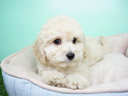 Small Photo #2 Goldendoodle Puppy For Sale in LA MIRADA, CA, USA