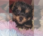 Small Photo #192 Yorkshire Terrier Puppy For Sale in AKRON, OH, USA
