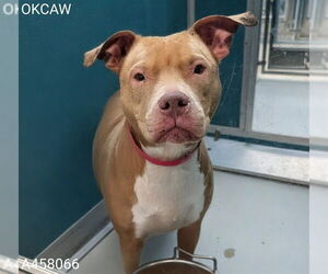 Mutt Dogs for adoption in Oklahoma City, OK, USA