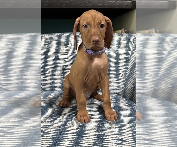 Medium Photo #4 Vizsla Puppy For Sale in CROWLEY, TX, USA