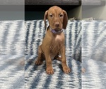 Small #3 Vizsla