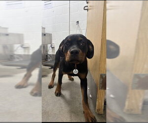 Rottweiler Dogs for adoption in Forestville, MD, USA