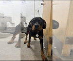 *JAZZY - Female Rottweiler Dog for Adoption - Small photo