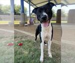 Small #1 Bullboxer Pit