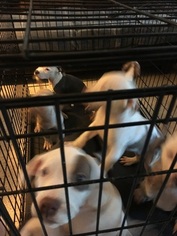 American Pit Bull Terrier Puppy for sale in HUDSON, FL, USA