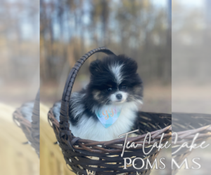 Pomeranian Puppy for sale in EASTOVER, NC, USA