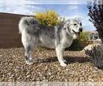 Small #2 Great Pyrenees