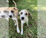 Small #3 Labrador Retriever Mix