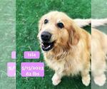 Small #1 Golden Retriever