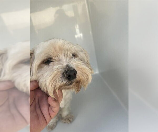 Medium Photo #1 Maltese-Unknown Mix Puppy For Sale in Houston, TX, USA