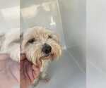 Small Maltese Mix
