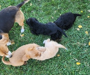 Poogle Puppy for Sale in MERCERSBURG, Pennsylvania USA