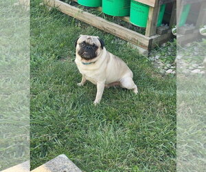 Pug Dogs for adoption in Indianapolis, IN, USA