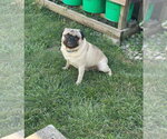 Small Pug