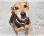 Small #1 Labrador Retriever Mix
