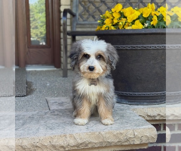 Medium Photo #1 Bernedoodle Puppy For Sale in WOLCOTT, IN, USA