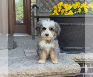 Bernedoodle Puppy for Sale in WOLCOTT, Indiana USA