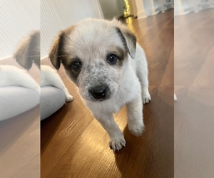 Australian Cattle Dog-Great Pyrenees Mix Puppy for sale in MUKWONAGO, WI, USA