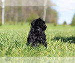 Small Photo #11 YorkiePoo Puppy For Sale in WARSAW, IN, USA