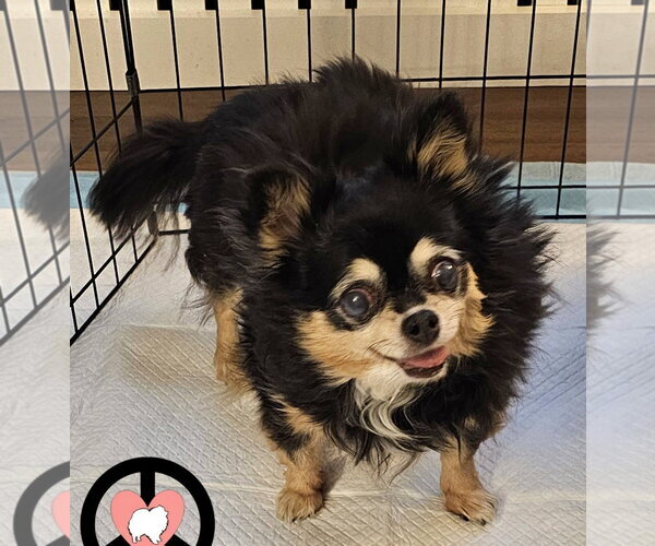 Medium Photo #2 Pomeranian Puppy For Sale in Lebanon, PA, USA