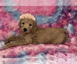 Small #14 Poodle (Standard)