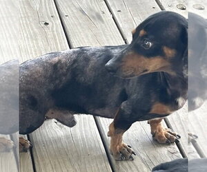 Prospect Pete LA - Male Dachshund Dog for Adoption - Photo #8