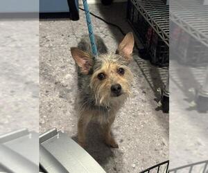 Mutt Dogs for adoption in San Antonio, TX, USA