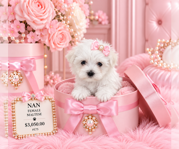 Medium Photo #9 Maltese Puppy For Sale in NAPLES, FL, USA
