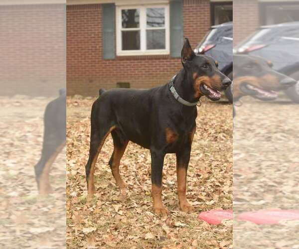 Medium Photo #53 Doberman Pinscher Puppy For Sale in FORT LAUDERDALE, FL, USA