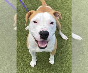 Mutt Dogs for adoption in Fayetteville, NC, USA