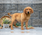 Puppy Lucky Labrador Retriever
